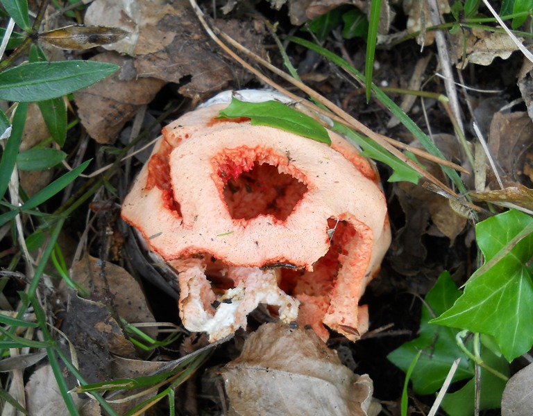 clathrus ruber ?